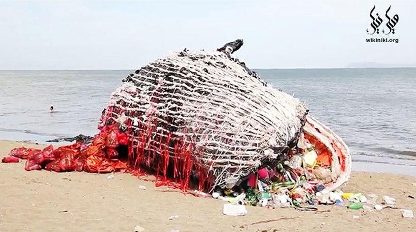اعتراض به زباله‌ های پلاستیکی با ساخت مجسمه نهنگ مرده