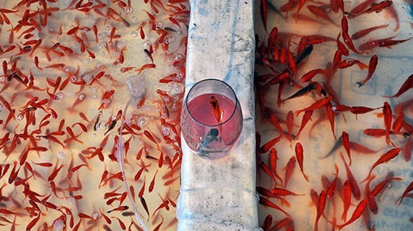 ماهی قرمز را در آب های روان رها نکنیم!