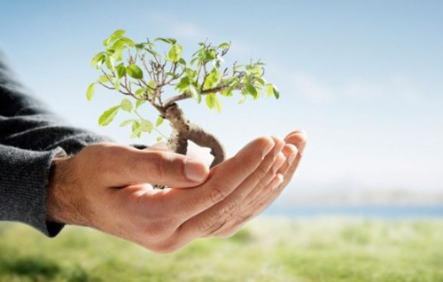 کاشت درخت به جای پرداخت شهریه