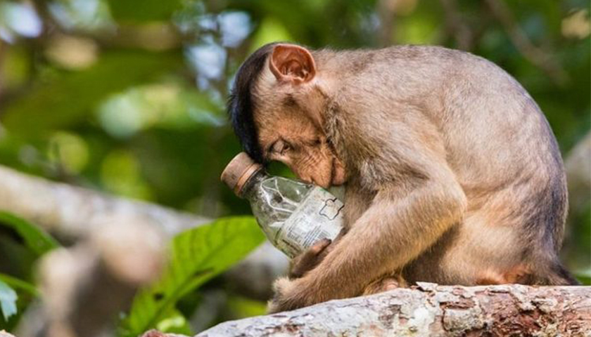 تصاویر برگزیده مسابقه عکاسی محیط‌ زیست ۲۰۱۸